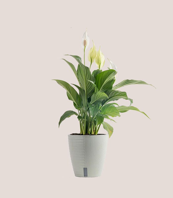 tall-live-lily-decorative-potted-houseplant