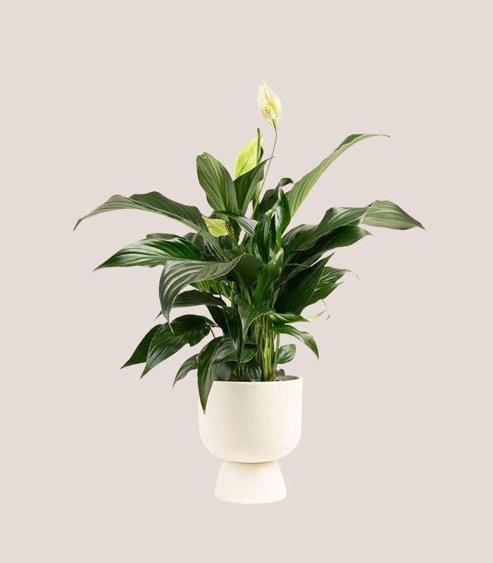 tall-white-anthurium-and-peace-lily-houseplant