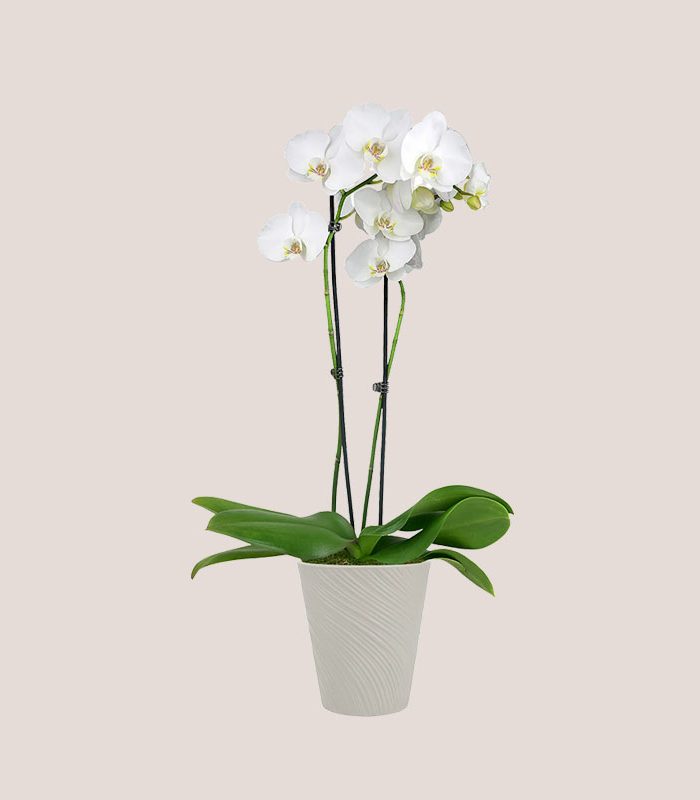 tall-high-quality-white-orchid-decorative-potted-houseplant