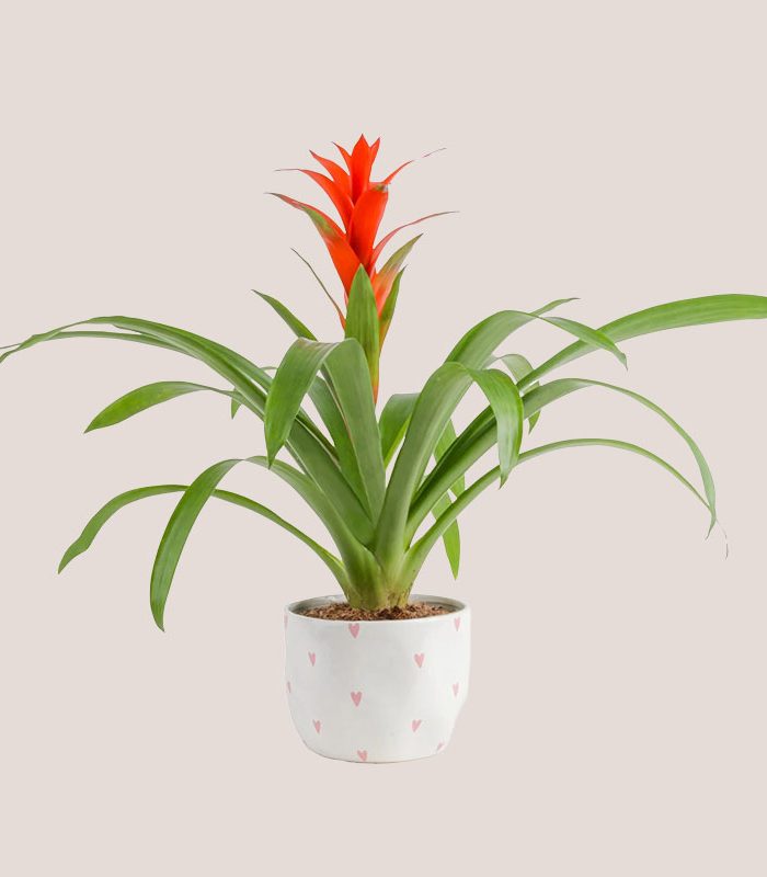 tall-bromeliad-decorative-potted-houseplant