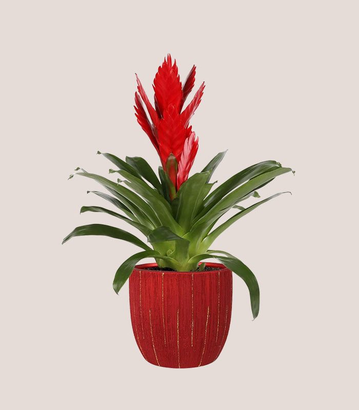 tall-bromeliad-ceramic-pot-decorative-houseplant