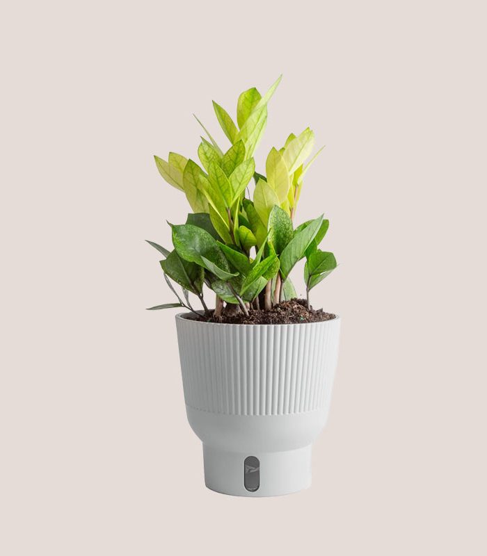 tall-live-houseplant-decorative-pot
