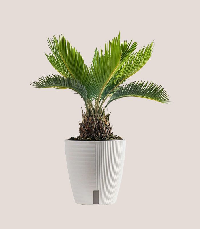 tall-sago-palm-houseplant-decorative-pot