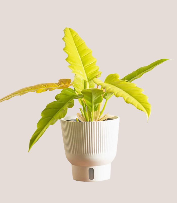 decorative-potted-tall-golden-crocodile-houseplant
