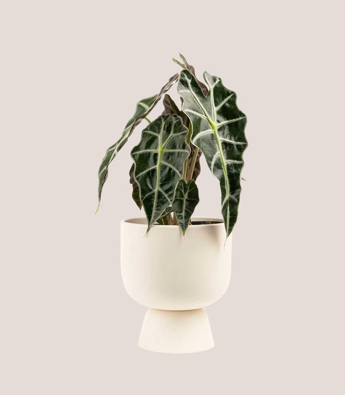 tall-calla-lily-in-a-bright-houseplant-decorative-pot