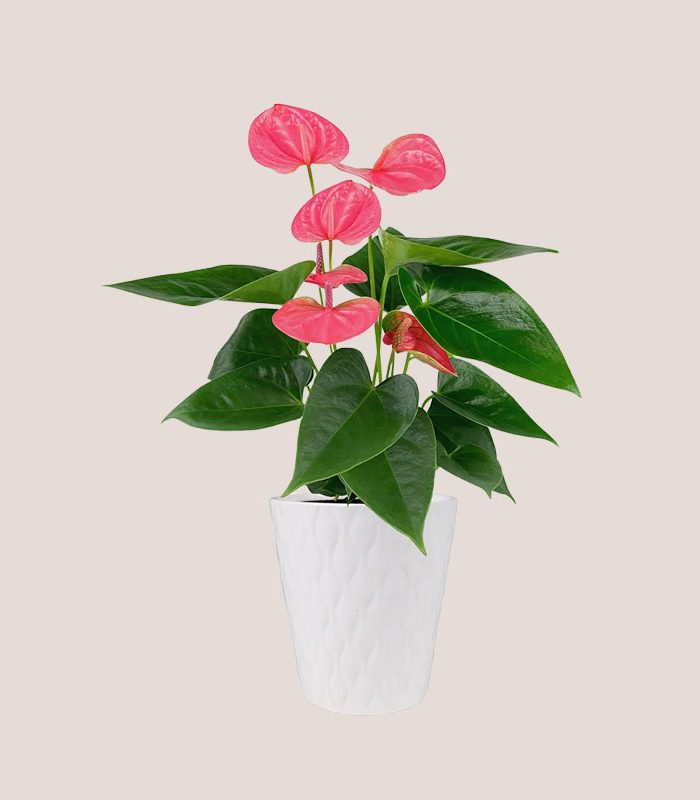 tall-sweet-dream-anthurium-moss-topped-houseplant