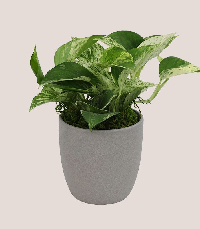 marble-queen-pothos-simple-houseplant