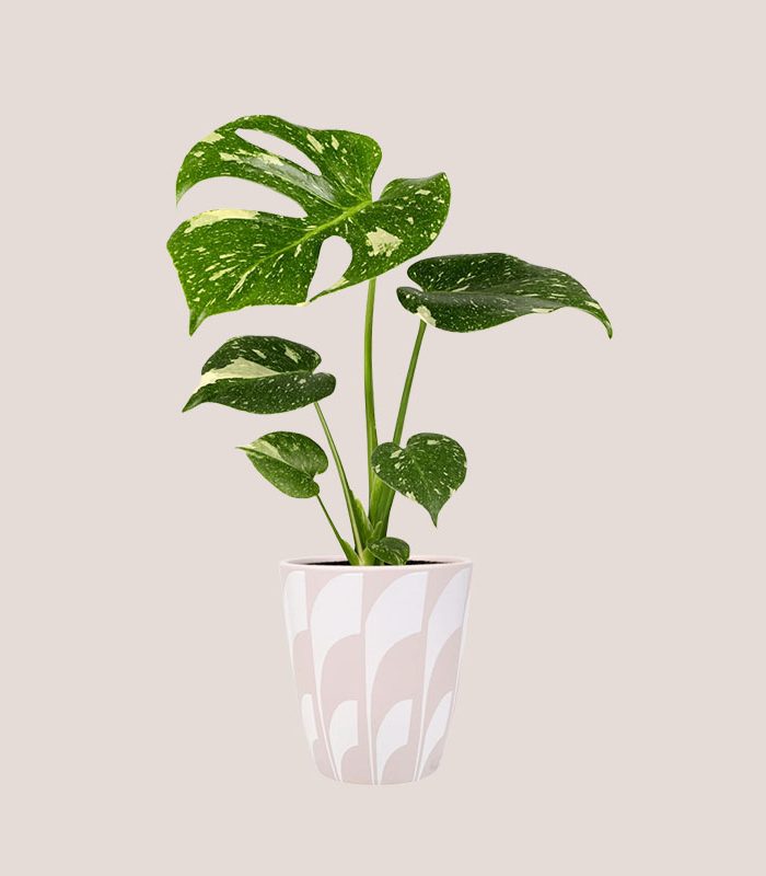 cream-green-monstera-in-a-white-ceramic-pot