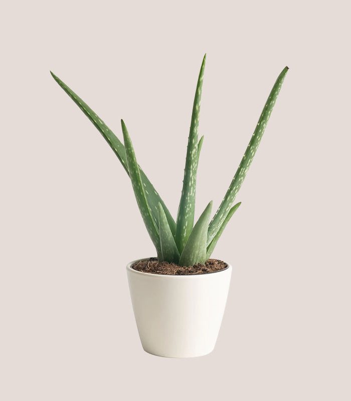 tall-aloe-vera-for-bright-indirect-sunlight-houseplant