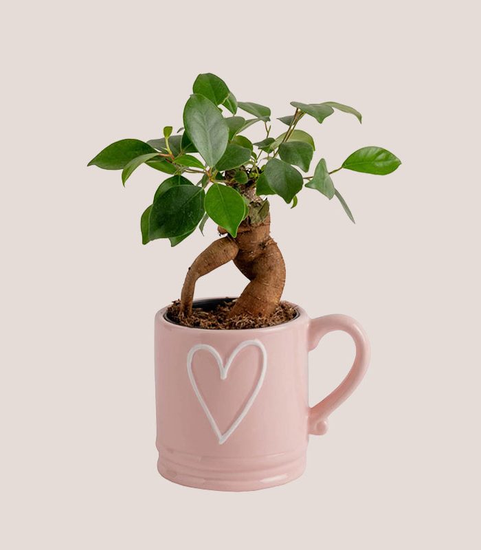 mini-decorative-potted-houseplant-for-indoor-use