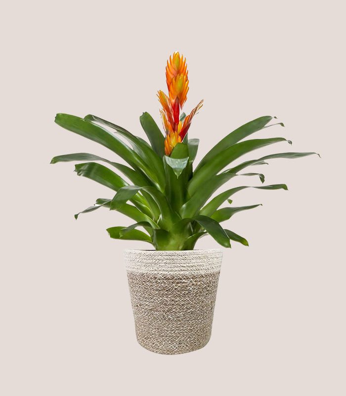 bromeliaceae-moss-topped-houseplant-in-a-cream-jute-pot