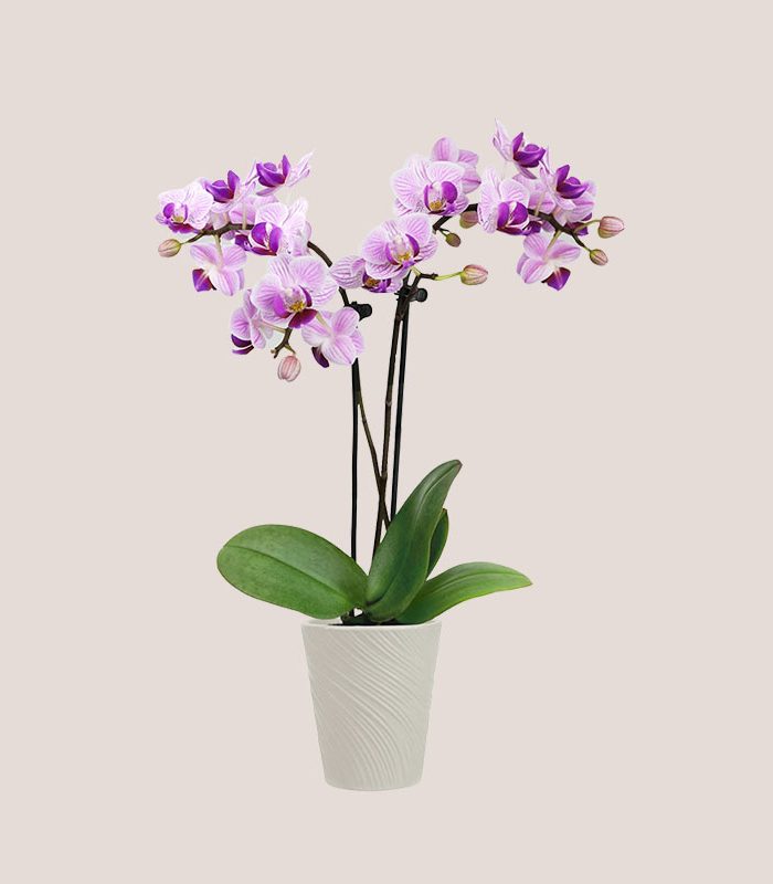 tall-orchid-decorative-potted-houseplant