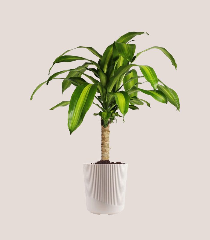 tall-giant-vine-houseplant-decorative-pot