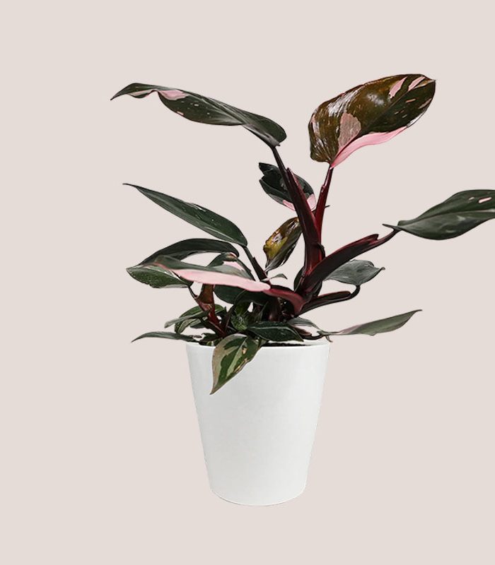 tall-princess-philodendron-in-a-white-ceramic-pot